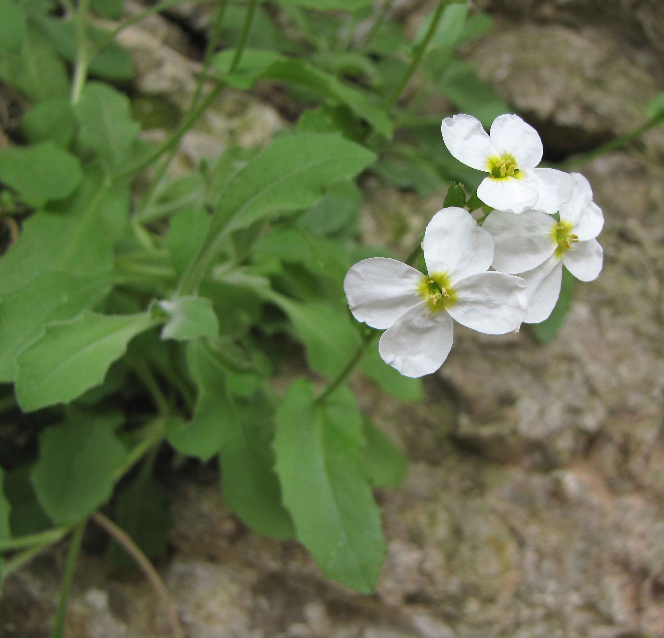 Arabis alpina